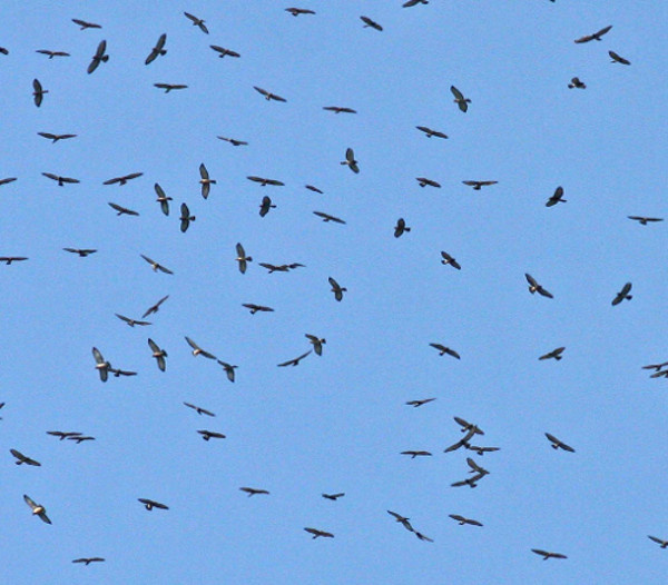Kleinschalige opwaartse bewegingen kunnen ook " thermiek " genoemd worden. De lucht is vaak te droog om wolken te vormen. Thermiek wordt gebruikt voor paragliding, deltavliegen en zweefvliegen, maar ook door vogels.