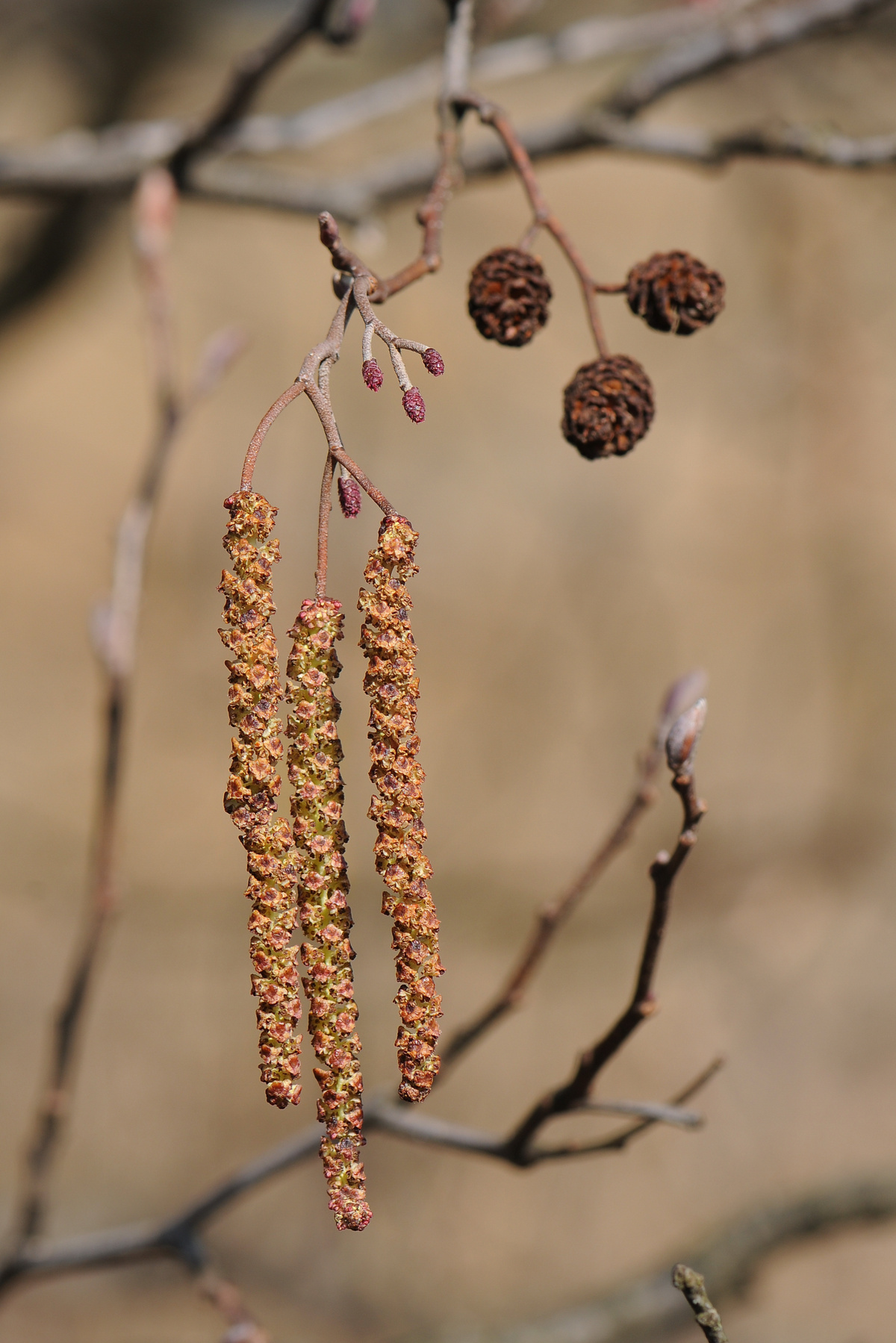 Fleurs mâles et femelles de l'aulne