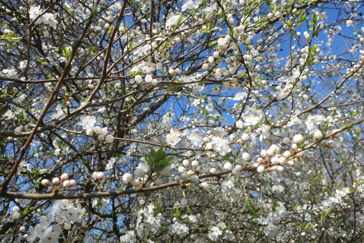 Lente 2025