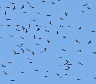 Des mouvements vers le haut à petite échelle peuvent aussi s’appeler ascendance thermique. L’a