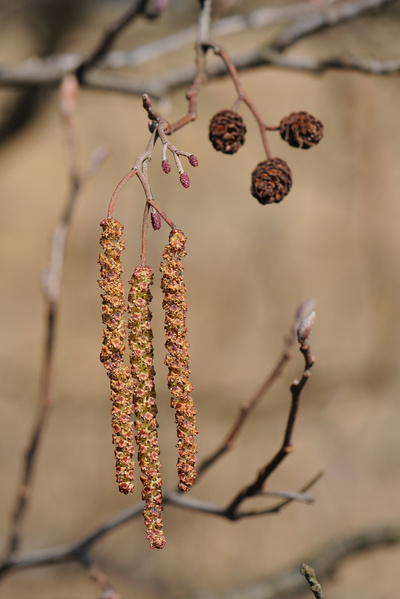Mannelijke en vrouwelijke bloemen van de els