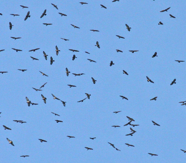 Kleinschalige opwaartse bewegingen kunnen ook " thermiek " genoemd worden. De lucht is vaak te droog om wolken te vormen. Thermiek wordt gebruikt voor paragliding, deltavliegen en zweefvliegen, maar ook door vogels.